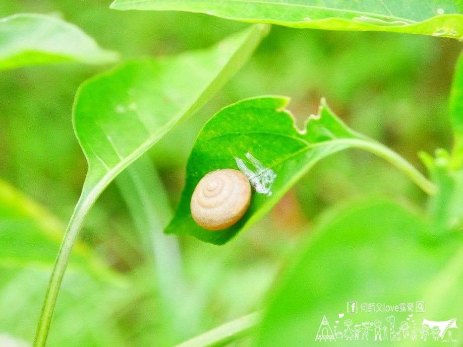 【細湖頂休閒露營區】哇 完蛋了 !獨立VIP大雨棚這次真的訂