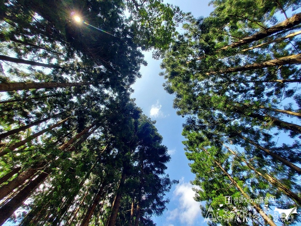 【文森知萊森林營地】哇太超過了 !大家都喜歡森林系營地是真的