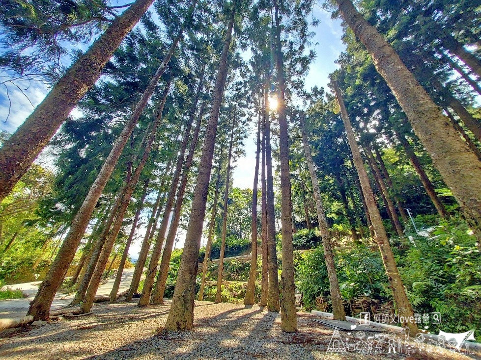 【文森知萊森林營地】哇太超過了 !大家都喜歡森林系營地是真的