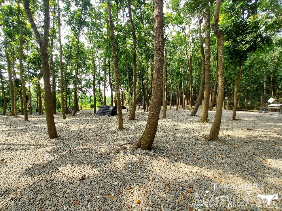 【將軍山歐舍營地】天啊出大事了 !超利害森林新樂園出現在南台