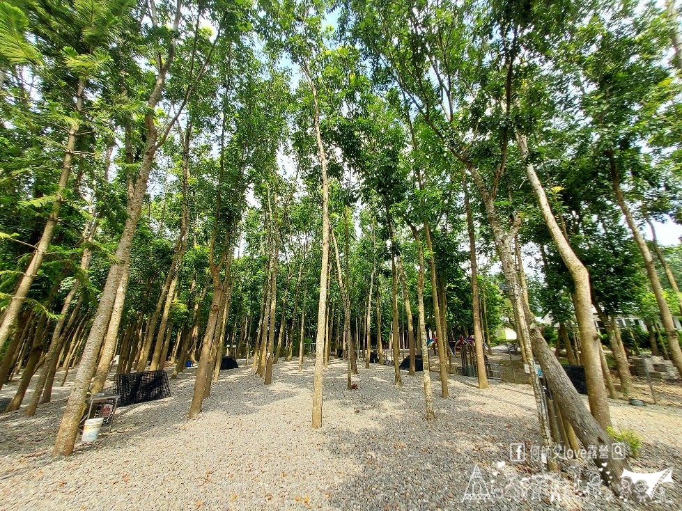 【將軍山歐舍營地】天啊出大事了 !超利害森林新樂園出現在南台