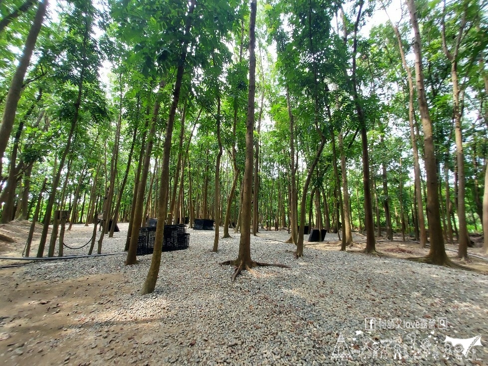 【將軍山歐舍營地】天啊出大事了 !超利害森林新樂園出現在南台