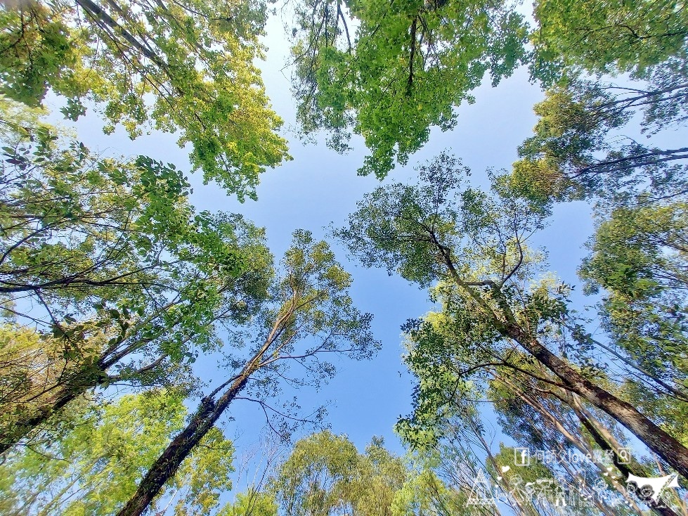 【樹榮森林營地】哇 真的嚇到 !超利害微風森林系出現大中部 