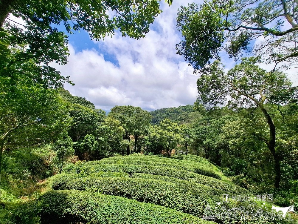 【浚晟景觀茶園農場】海拔1100冰炫風暴來襲 !即將淹沒全視