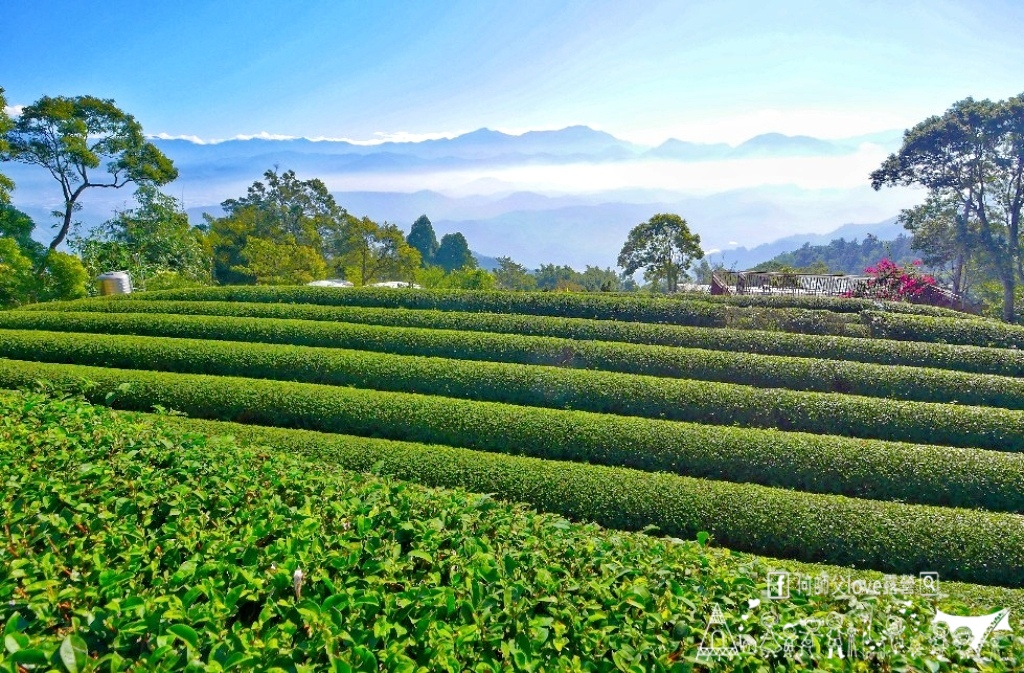 【浚晟景觀茶園農場】海拔1100冰炫風暴來襲 !即將淹沒全視