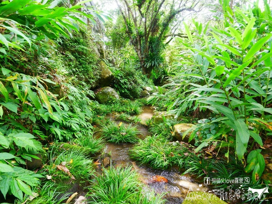 【鄭宅休閒會館/露營區】暈了 全新發現 ！森林裡的冰涼戲水新