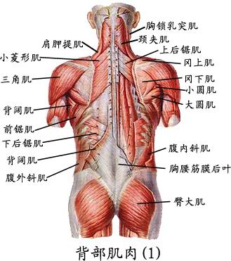 蓓部肌肉(1).jpg