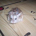 Hamster - Amer