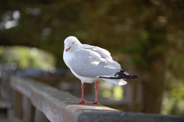 Sea Bird