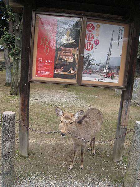 咬鐵鍊