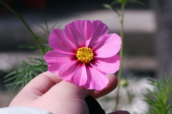 伍佰的:wow~oh..你是我的花朵