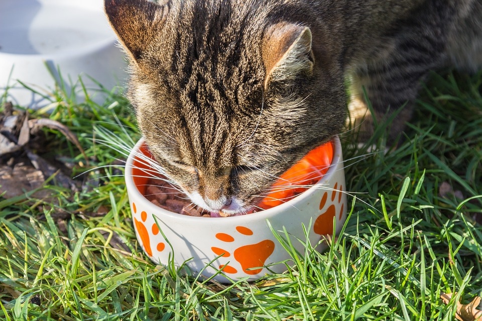 貓飼料過期可以吃嗎.jpg