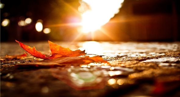 sun-on-orange-leaf-autumn-scenes-wallpapers-t