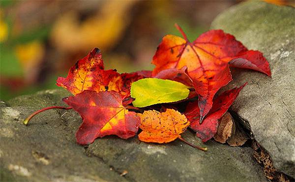 fall-leaves-11