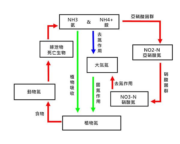 氮循環.jpg