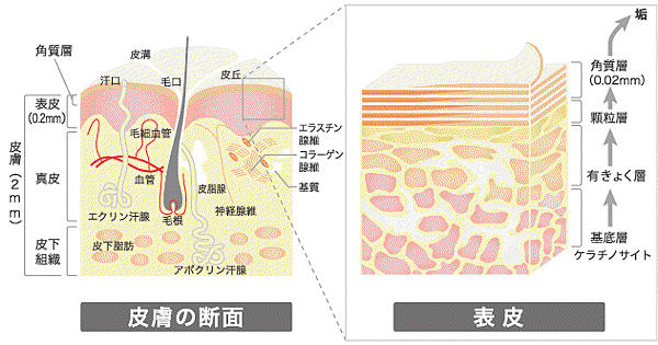 structure_img_kakushitsu.gif