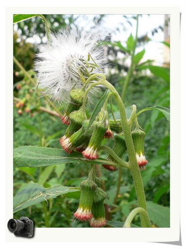每日一花~昭和草