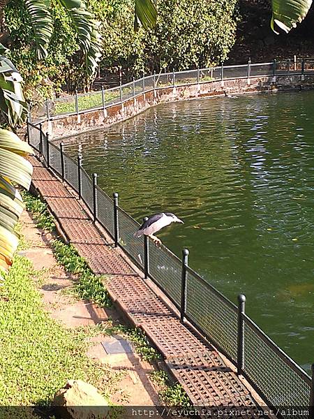 至善園之這是什麼鳥阿