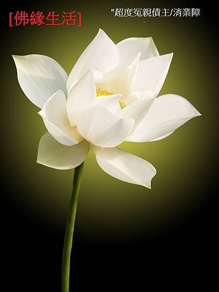 white-lotus-1392822.jpg