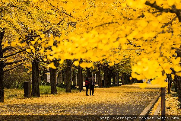 pixta_12733241_XL(東京都 國營昭和記念公園).jpg