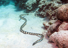 banded_seasnake.jpg