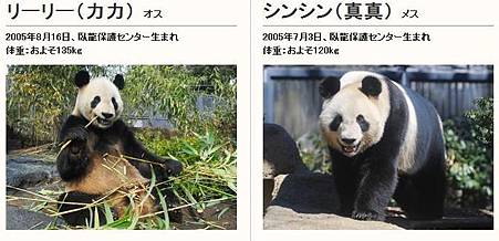上野熊貓.JPG