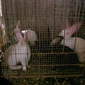 SANY0438.JPG