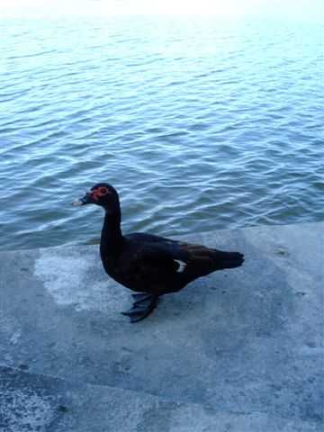 DSC04584.JPG