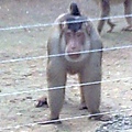 六福村~動物園-3