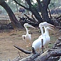 六福村~動物園-24