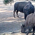 六福村~動物園-29