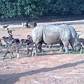 六福村~動物園-31