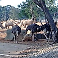 六福村~動物園-36