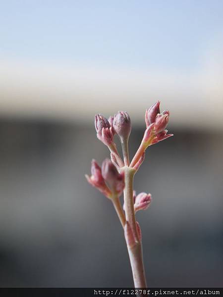 小花伽藍菜開花