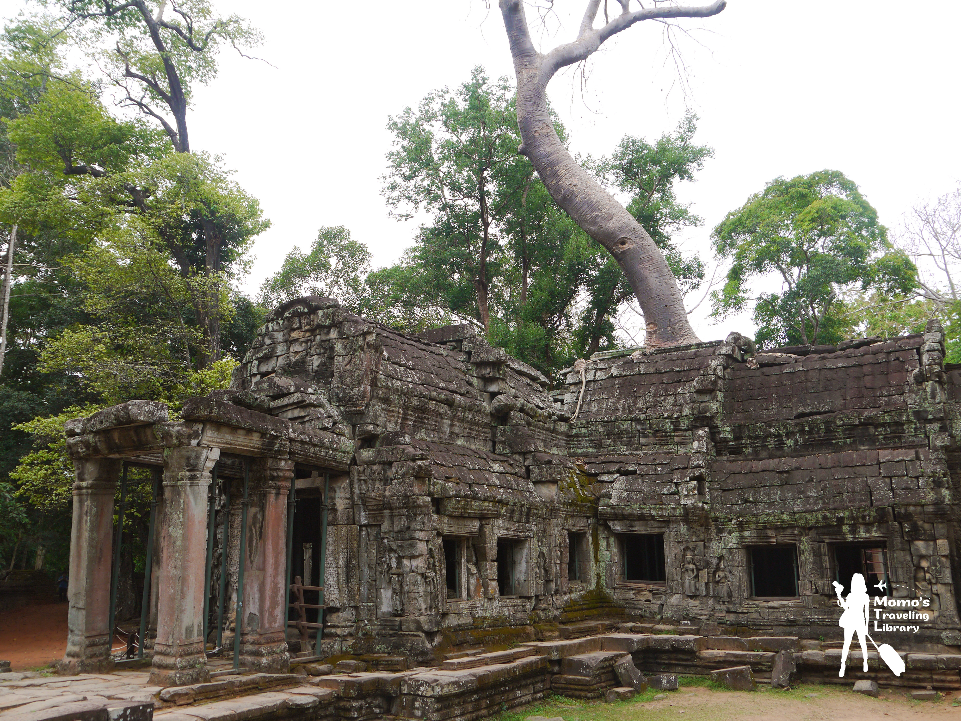 【Cambodia｜Ta Phrom】感動自然之母的母親寺廟