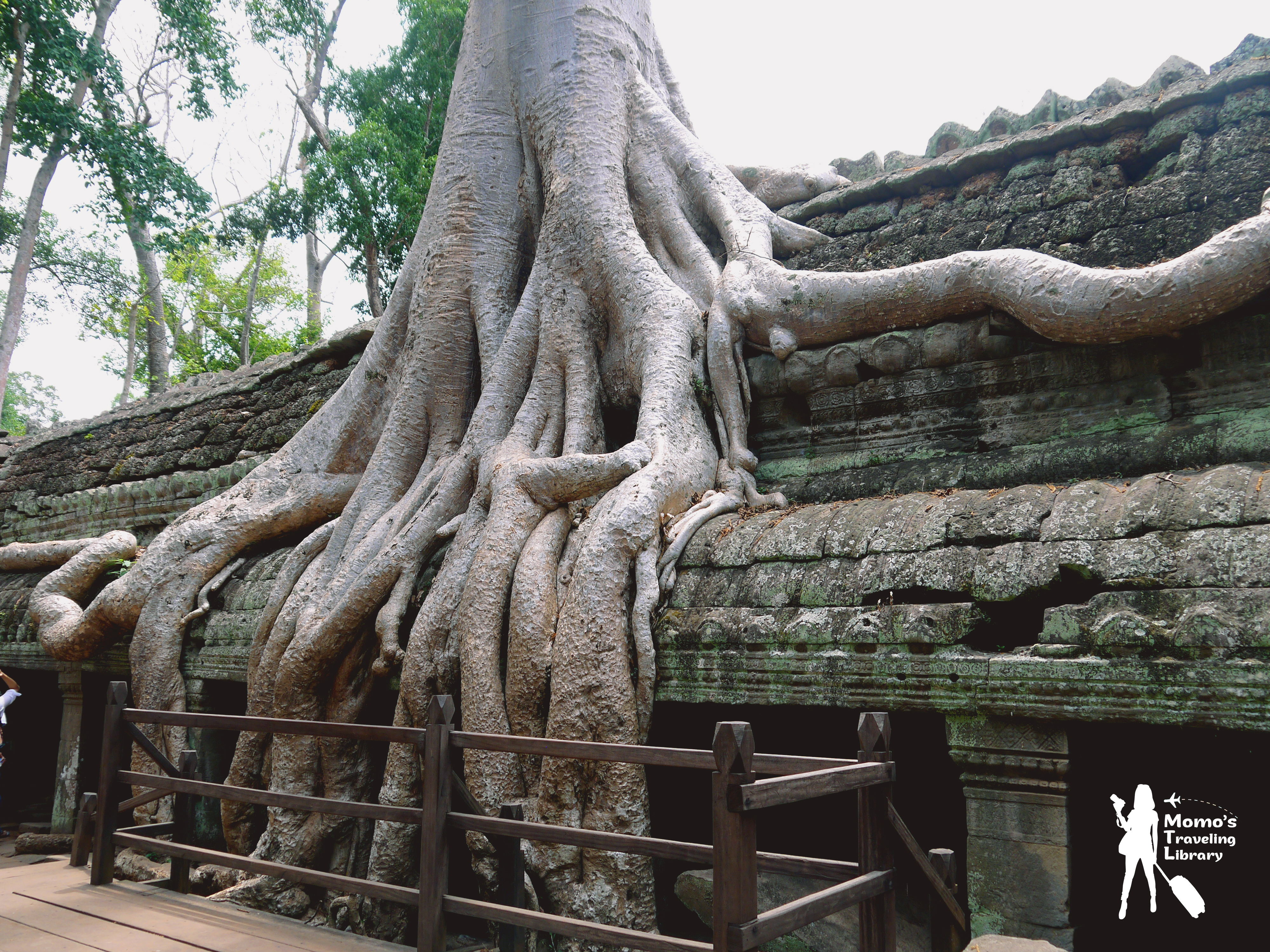 【Cambodia｜Ta Phrom】感動自然之母的母親寺廟