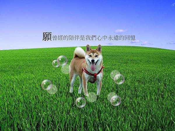狗狗 狗狗