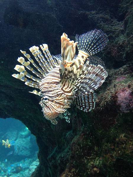 102.09OKA海洋博水族館