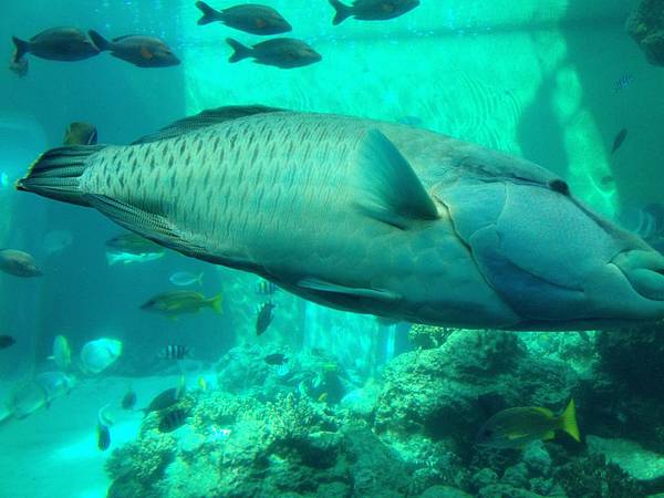 102.09OKA海洋博水族館