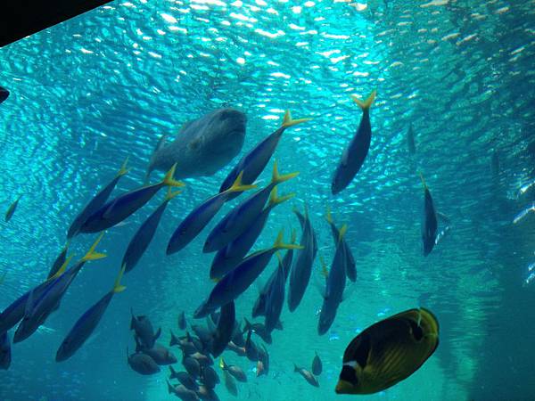 102.09OKA海洋博水族館