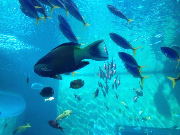 102.09OKA海洋博水族館