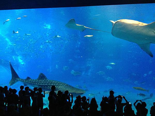 102.09OKA海洋博水族館