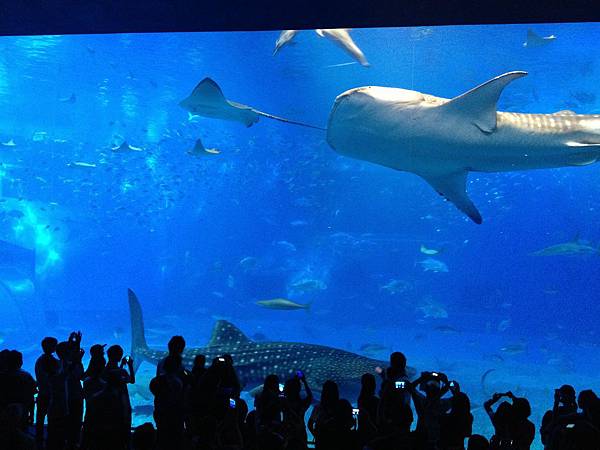 102.09OKA海洋博水族館