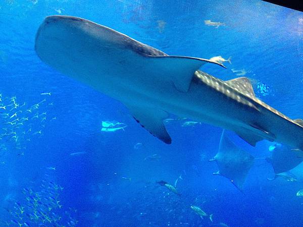 102.09OKA海洋博水族館