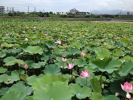 102.06金山賞荷