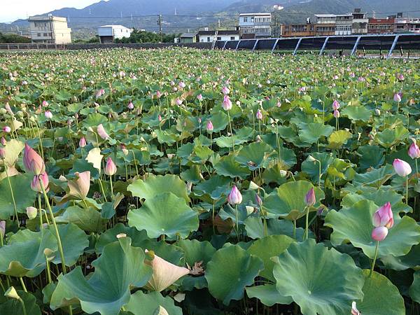 102.07金山蓮田