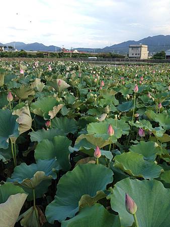 102.07金山蓮田