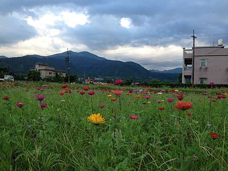 102.07金山蓮田