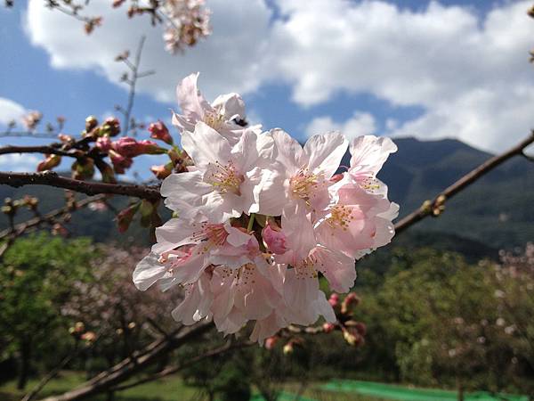 103.02新北金山-天籟之櫻