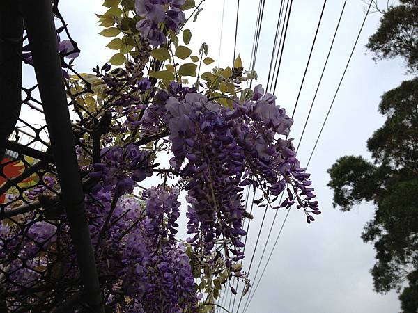 103.03東方寺櫻花